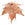 Perlen Einzelhandel Anhänger Ahornblatt - echtes Naturblatt galvanisiert mit 24k Rosengold 50mm (1)