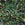Perlengroßhändler in Deutschland Miyuki Delica 11/0 ever green mix (5g)