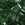 Perlen Einzelhandel Cc146 - miyuki tila perlen transparent green 5mm (25)